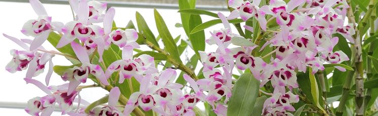 pianta dendrobium