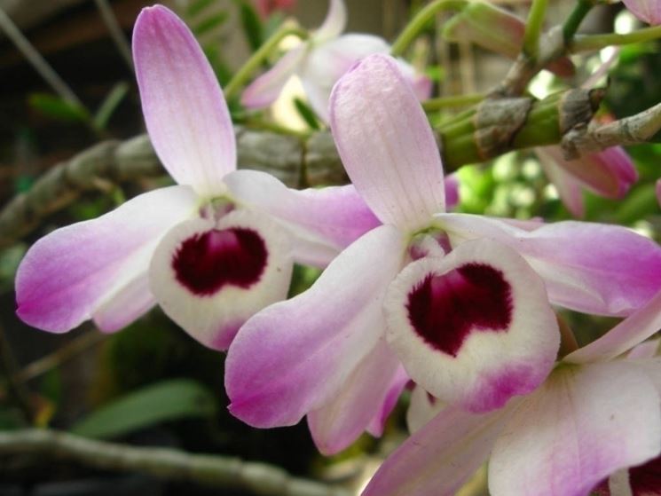 dendrobium nobile