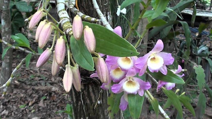 dendrobium nobile