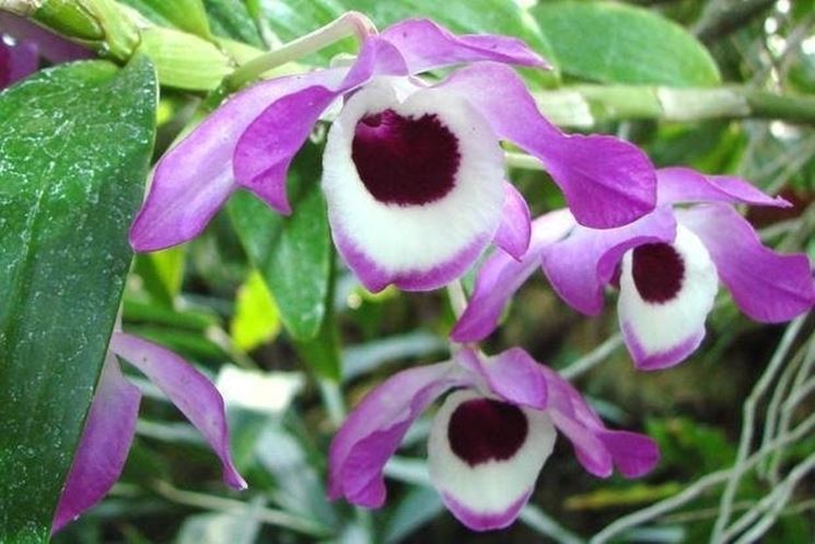 Dettaglio infiorescenza Dendrobium nobile.