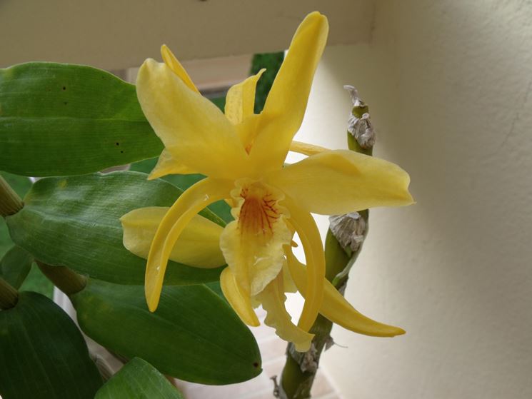 Esemplare di Dendrobium nobile.