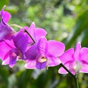 orchidea Dendrobium