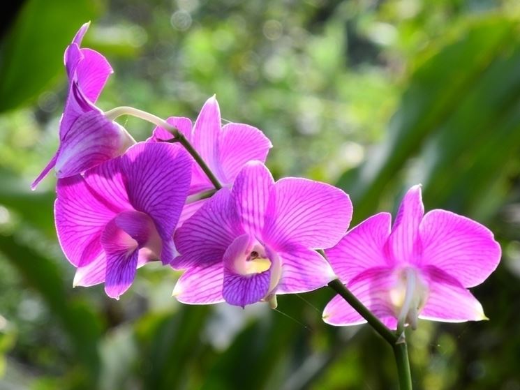 orchidea Dendrobium