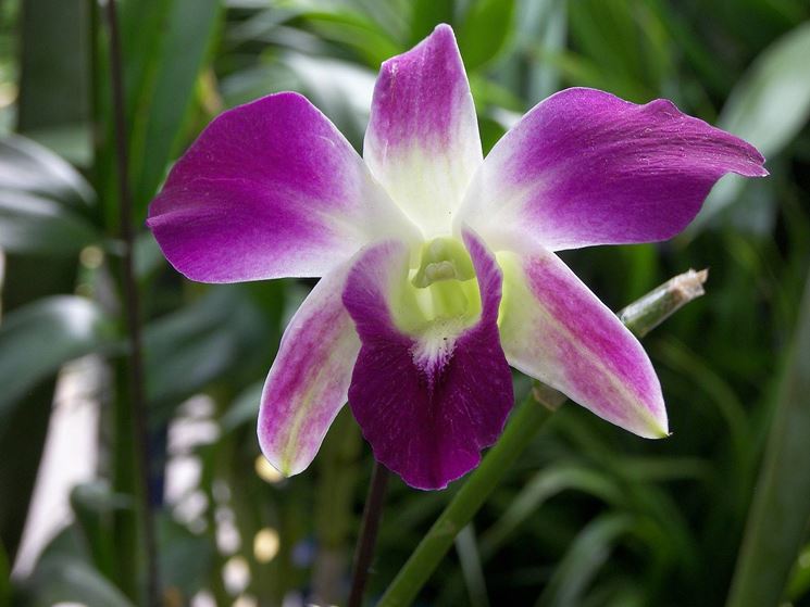 fiori Dendrobium