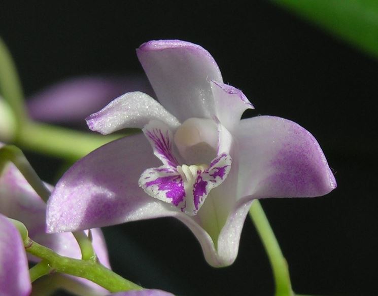 concimare dendrobium