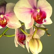 fiori orchidea