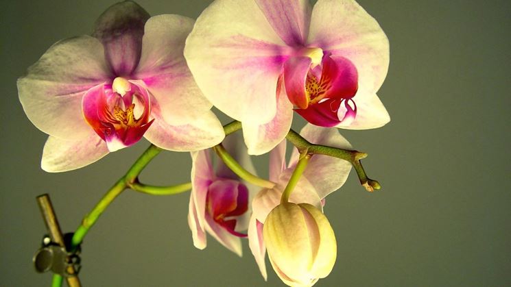 fiori orchidea