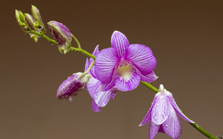 orchidee