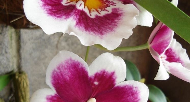 coltivazione miltoniopsis