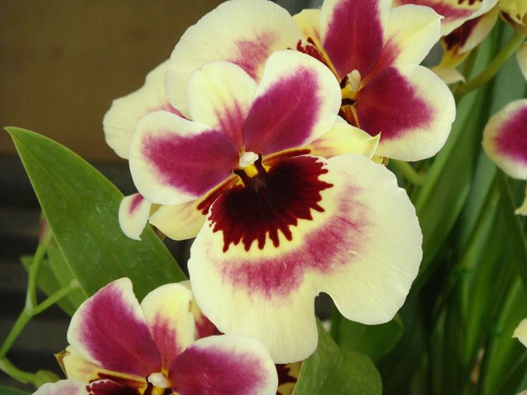 Miltoniopsis