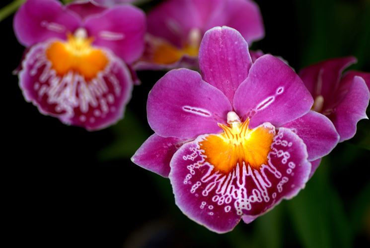 Miltoniopsis