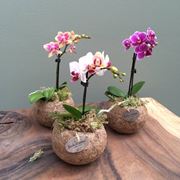 mini orchidea