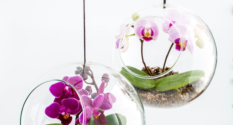 mini orchidea