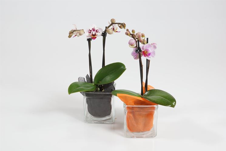 orchidee mini