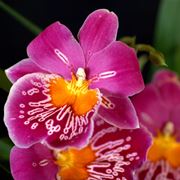 orchidee rinvaso