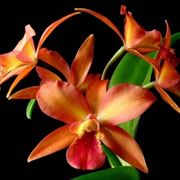 Fiore d'orchidea cattleya