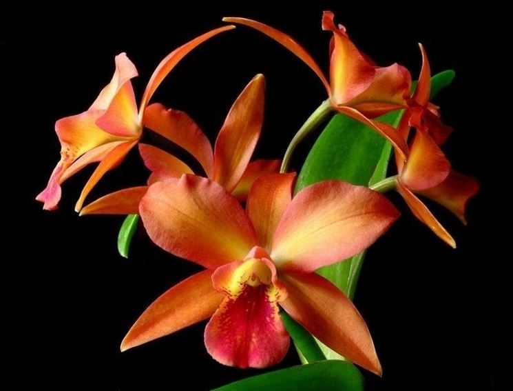 Fiore d'orchidea cattleya