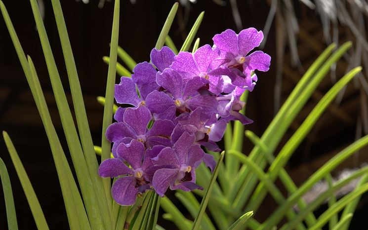 Orchidea cattleya in vaso