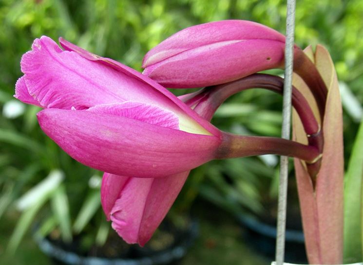 Assortimento di orchidee cattleya