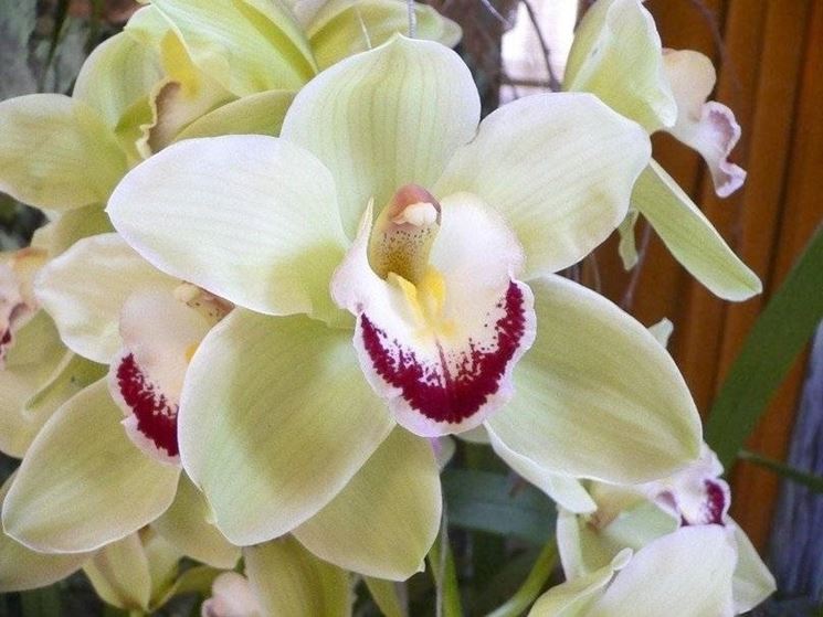 Orchidea Cymbidium di colore bianco