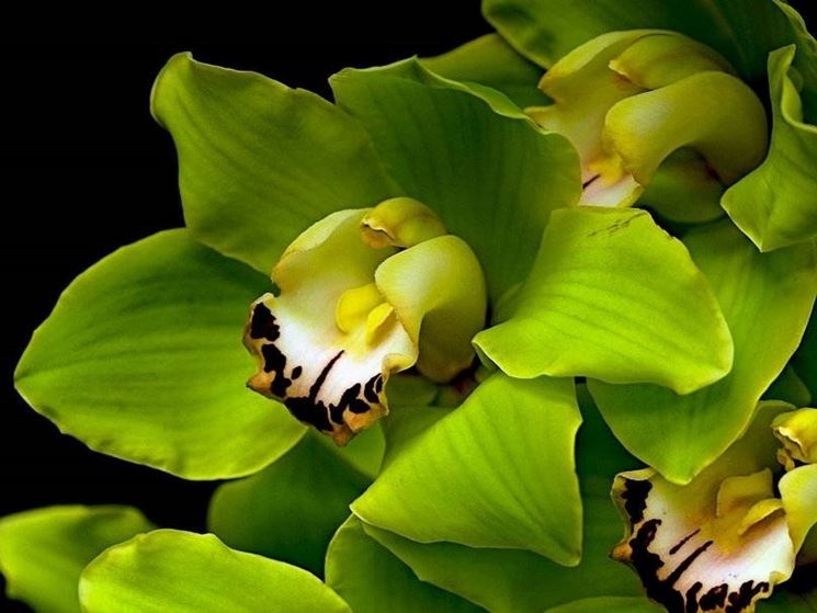 Orchidea Cymbidium di colore verde