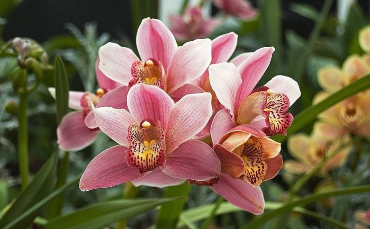 Orchidea Cymbridium di colore rosa