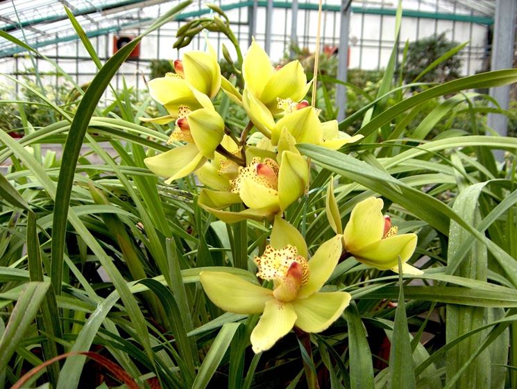 Orchidea Cymbridium di colore giallo