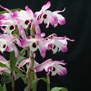 Dendrobium nobile fiori