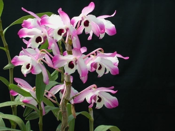 Dendrobium nobile fiori