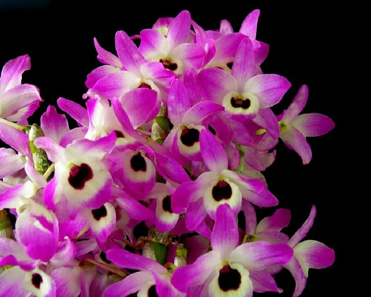 coltivazione dendrobium nobile