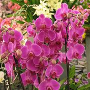 Orchidea phalaenopsis rosa