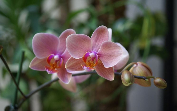 Orchidea fiori e boccioli