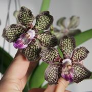 Germogli orchidea Vanda