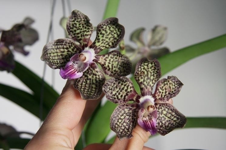 Germogli orchidea Vanda