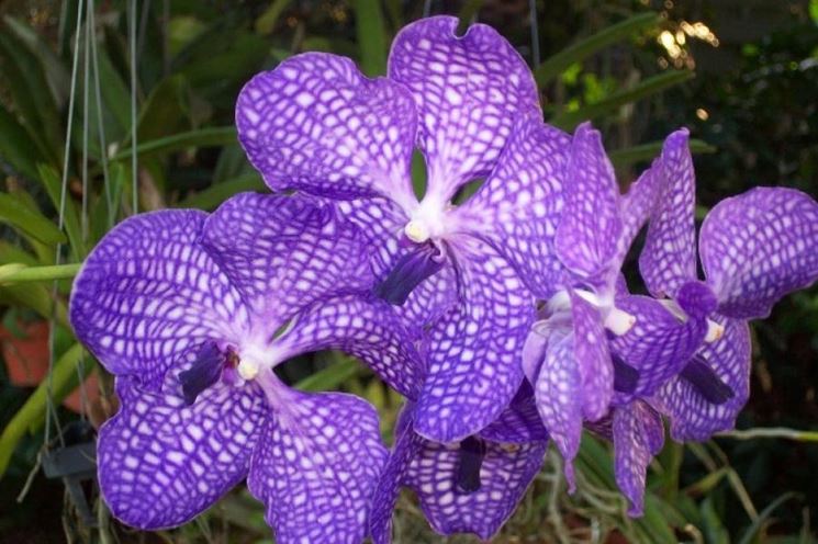 Orchidea Vanda fioritura