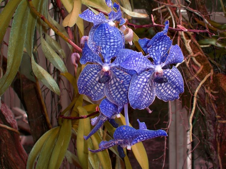 Varietà orchidee