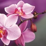 fiori orchidea