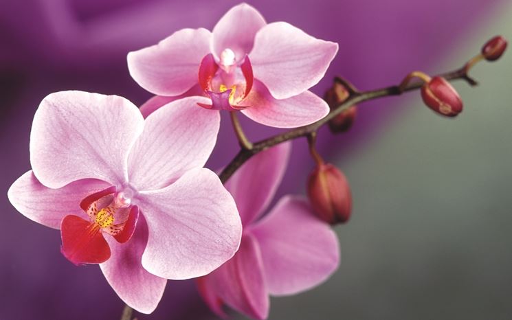 fiori orchidea