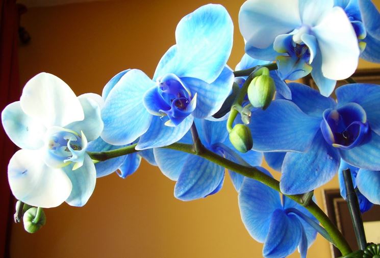 fiori di orchidea