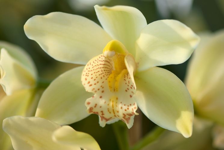 malattie orchidea