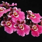 fiori orchidea oncidium 