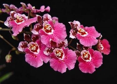 fiori <em>orchidea oncidium</em> 
