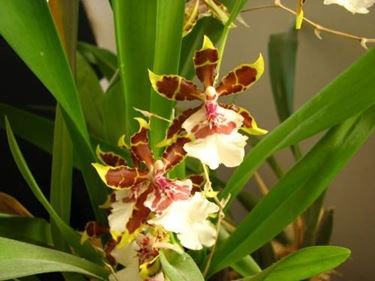 fiori orchidea oncidium 