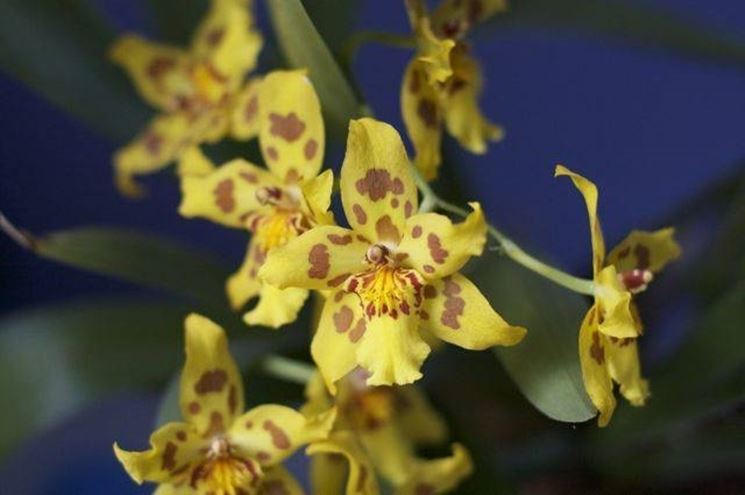 fiori orchidea oncidium 
