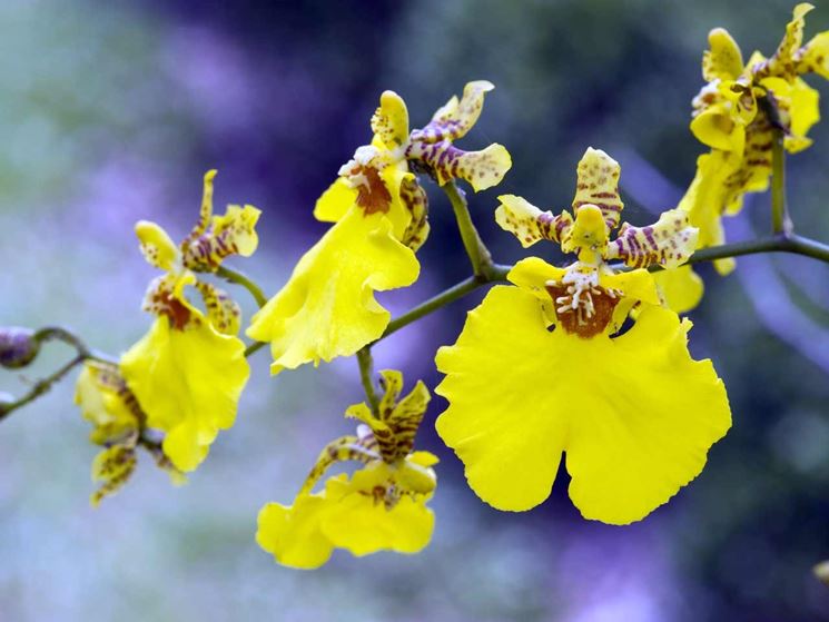 orchidea