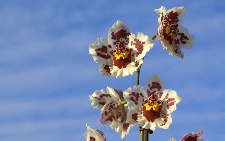 fiore orchidea cambria