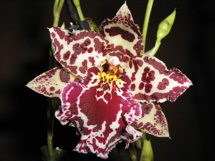 fiore orchidea cambria