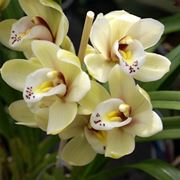 Orchidee Cattleya 