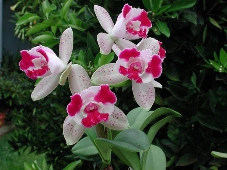 Orchidee Cattleya 