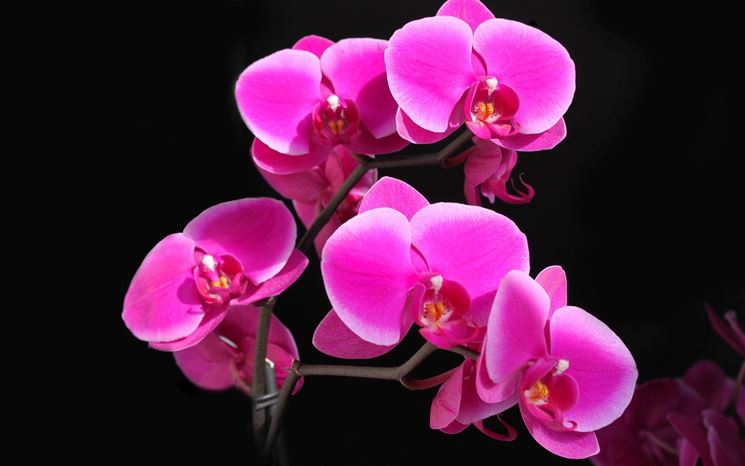 Fiore di orchidea.